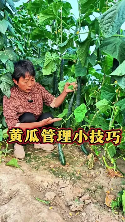 黄瓜管理小技巧，#三农 #黄瓜 #黄瓜管理 #蔬菜种植 #蔬菜杨大姐 @抖音创作小助手 @DOU+小助手 @DOU+上热门