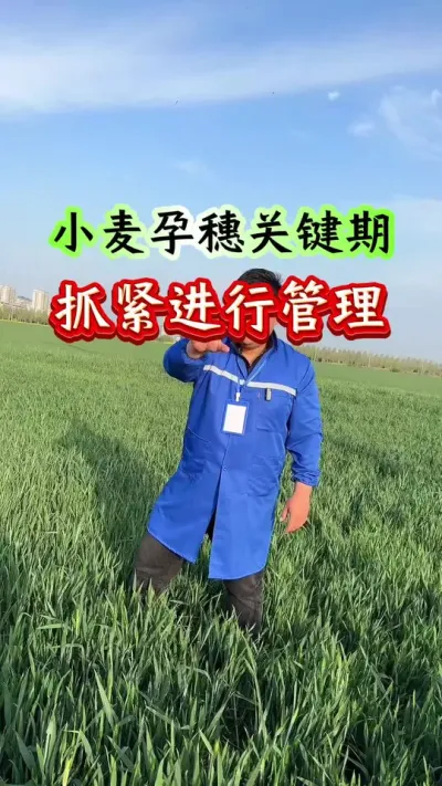 小麦正在孕穗，抓住进行管理！ #小麦种植 #传播农业小知识 #种植小技巧 #小麦膨大剂