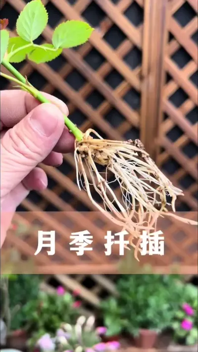 扦插月季用这个方法，成活率高#月季 #花卉绿植 #养花小知识 #分享养花经验