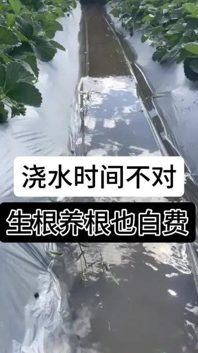 草莓浇水时间不对全白费#支持三农扶持三农发展 #分享农业知识帮农民增产增收