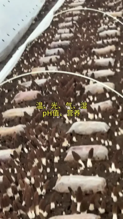 羊肚菌种植技术支持有用吗？ 作为一个做了多年羊肚菌的人，深知各个地区羊肚菌种植的种植户不易，明确的告知种植户、其中的风险和收益，是一个有责任的人必有底线！#创作者中心 #创作灵感 #羊肚菌 #羊肚菌种