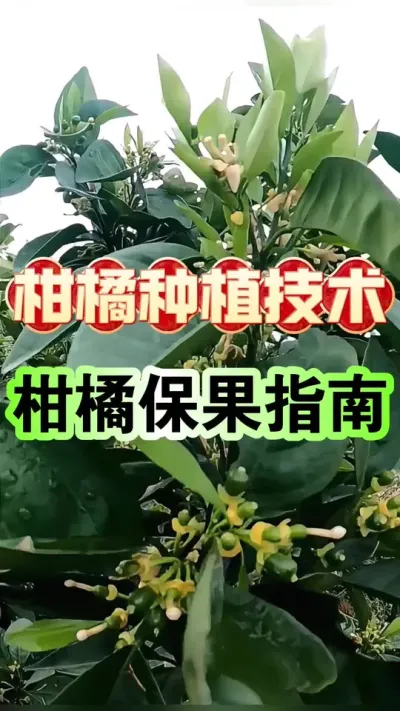 #上热门 柑橘保果指南#柑橘种植 #抖音助农 #沃柑 #增产增收才是硬道理