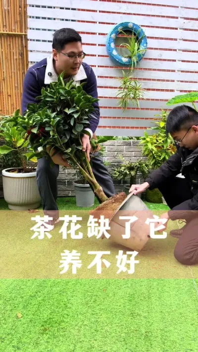 养茶花，很多人第一步就做错了#茶花 #花卉绿植 #养花小知识 #爱生活爱养花
