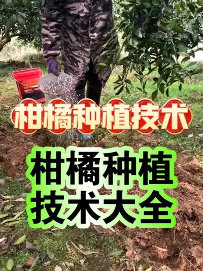柑橘种植选种、改土、用肥、防病虫 #柑橘种植 #果树管理 #新农人计划 #服务三农支持三农 #抖音新农人