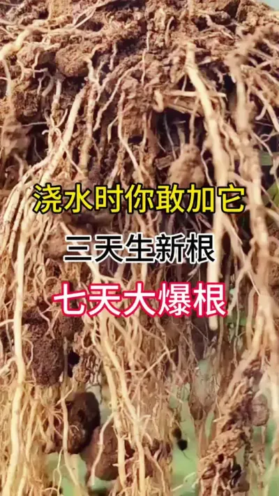 浇水时你敢加上它，三天生新根，七天大爆根 #三农#辣椒种植#生根