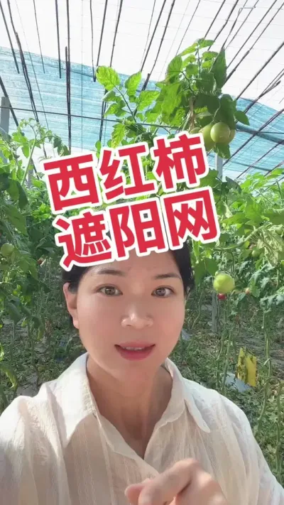 #西红柿种植#记录我的种植生活 #大棚种植  #遮阳网 点个关注 互相学习吧 @抖音小助手