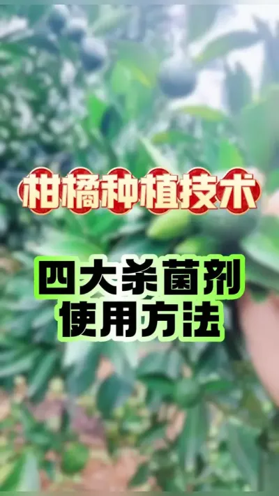 #dou上热门 柑橘常用杀菌剂的区别和使用方法 #柑橘种植 #农业种植 #新农人计划2025 #赣南脐橙
