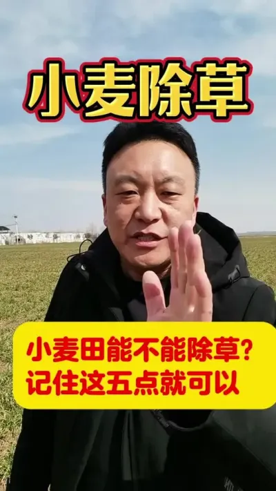 小麦田能不能除草，记住这五点就可以了#小麦除草剂 #小麦年后管理 #打农药的注意事项