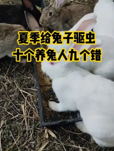夏季给兔子驱虫，十个养兔人九个错#抖音三农#养殖#养兔
