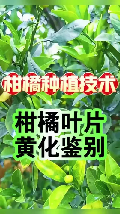 #dou上热门 🌱【柑橘黄化全解析：一眼识别病因，手把手教你科学防治！】 #柑橘种植 #沃柑 #柑橘树的种植技巧 #增产增收才是硬道理