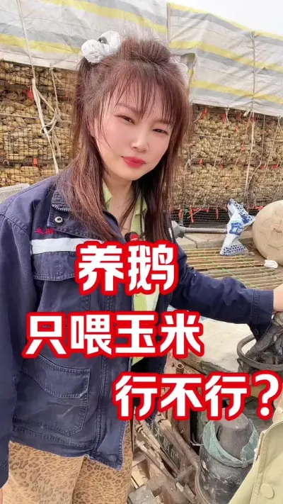 养鹅只喂玉米，到底行不行😇#农村创业养殖 #每天分享养殖技术和经验 #养鹅人
