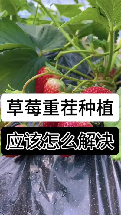 草莓重茬种植该如何解决