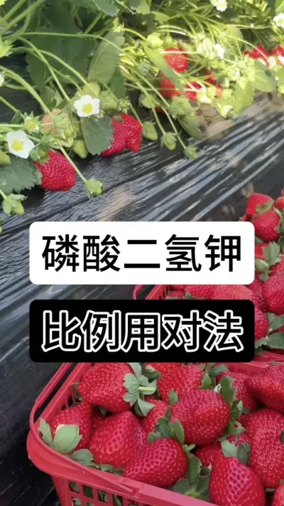 磷酸二氢钾比例用对法#分享农业知识帮农民增产增收 #支持三农扶持三农发展