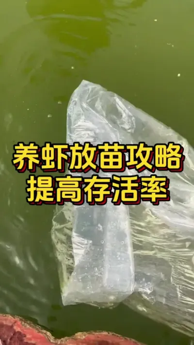 养虾放苗攻略，做好可以提高成活率#水产养殖 #养虾人 #水产人 #嘉骏新水产 #嘉骏集团