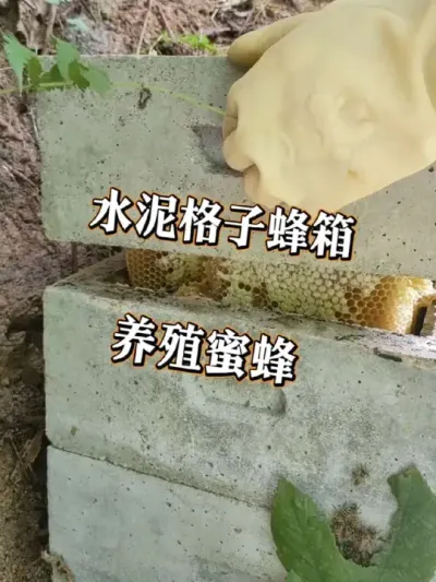 水泥蜂箱养蜂 水泥格子蜂箱养的蜜蜂，怎样割取蜂蜜#养蜂技术分享 #我的乡村生活 #新农人计划2025