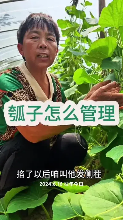你们那边这个瓜叫什么名字呢#三农 #瓠子 #瓠瓜#种植小技巧 #蔬菜杨大姐@DOU+上热门 @抖音创作小助手 @DOU+小助手