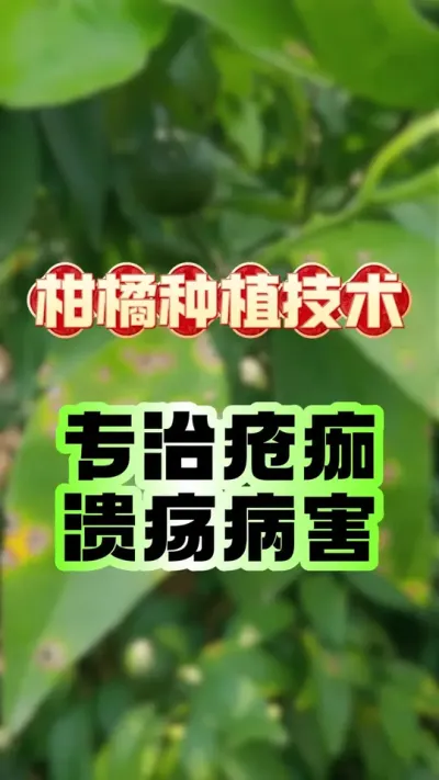 专治柑橘疮痂、溃疡病 #柑橘种植 #助力三农 #抖音新农人 #赣南脐橙 #沃柑
