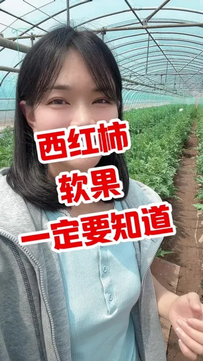#西红柿种植#西红柿软果#大棚种植#记录我的种植生活  #钙多多 在橱窗 点个关注吧@抖音小助手