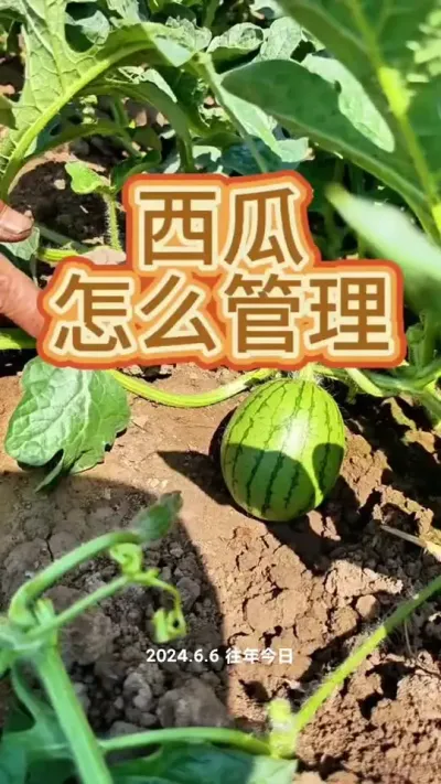 西瓜管理小技巧#西瓜 #三农 #种植小技巧 #西瓜管理 #蔬菜杨大姐 @DOU+上热门 @抖音创作小助手 @DOU+小助手