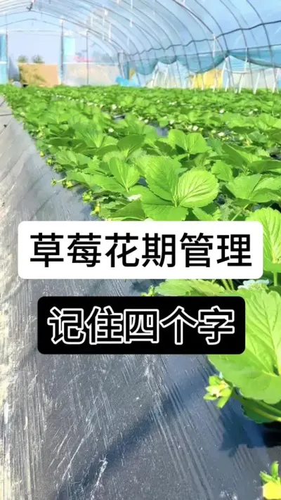 草莓花期管理记住四个字#草莓种植管理技术和方法 #草莓种植方法 #草莓种植 #草莓种植基地 #服务三农支持三农