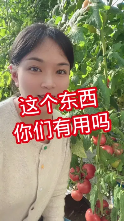 #西红柿种植 #西红柿种植小技巧#记录我的种植生活  点个关注 互相学习吧@抖音小助手