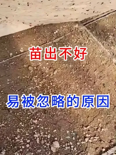 苗出不好，易被忽略的原因。 #传播农业种植小知识  #传播农业知识传播正能量  #每天分享农业种植小知识  #农业种植与技术 #三农