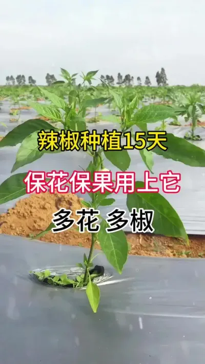辣椒种植15天，保花保果用上它，多花多椒 #三农 #辣椒种植 #农业种植