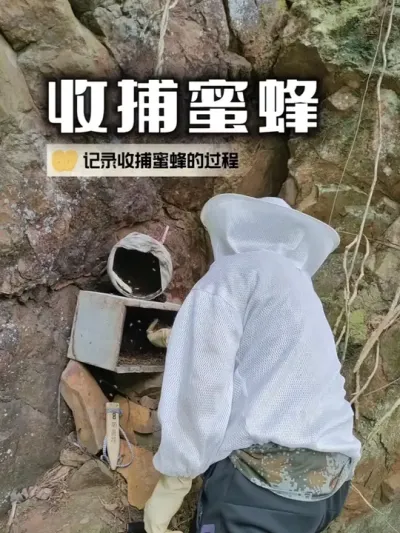 收捕蜜蜂 轻松收捕诱蜂箱里的蜜蜂&mdash;&mdash;养蜂新手的必备指南#养蜂技术分享 #内容启发搜索 #新农人计划2025