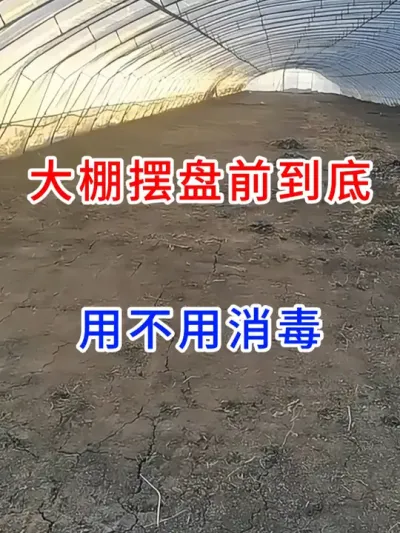 大棚摆盘前到底用不用消毒？ #三农 #农业种植 #分享农业知识帮农民增产增收