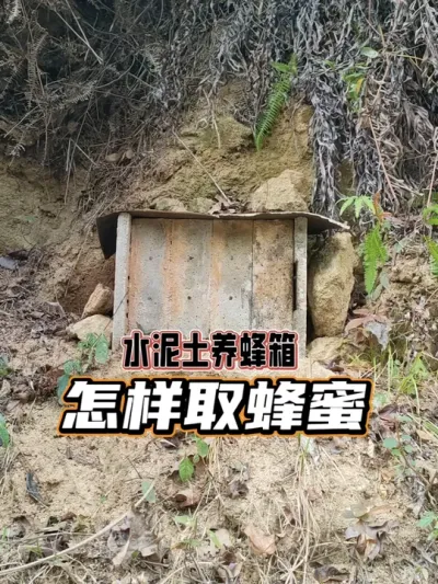 水泥土养蜂箱 我的水泥土养蜂箱怎样割取蜂蜜#蜜蜂养殖 #我的乡村生活 #大山里的味道 #新农人计划2025