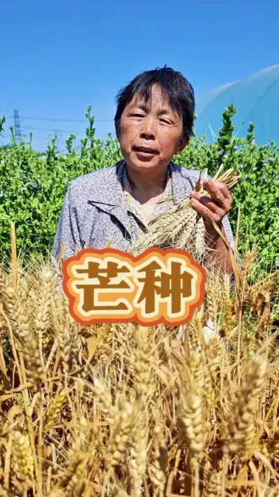 芒种过后温度越来越高了还能种哪些菜#芒种 #二十四节气 #芒种节气 #三农 #蔬菜杨大姐 @DOU+上热门 @抖音创作小助手 @DOU+小助手