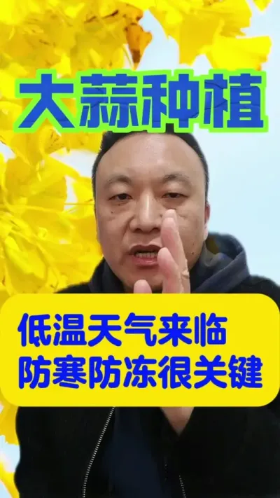低温天气来了，大蒜防寒防冻很关键。#大蒜种植 #大蒜抗寒防冻配方