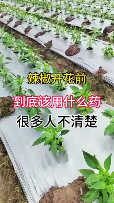 辣椒开花前，到底该用什么药，很多人不清楚 #三农 #农业种植 #辣椒种植