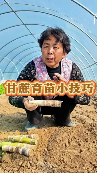 甘蔗育苗小技巧#三农 #抖音助农  #甘蔗 #甘蔗种植 #蔬菜杨大姐 @DOU+小助手 @DOU+上热门 @抖音创作小助手