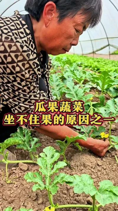 瓜果蔬菜坐不住果的原因之一，赶紧看看你的蔬菜花上面有没有蓟马，赶紧治治吧#病虫害防治 #三农 #蔬菜种植 #种植小技巧  #蔬菜杨大姐 @抖音创作小助手 @DOU+上热门 @DOU+小助手