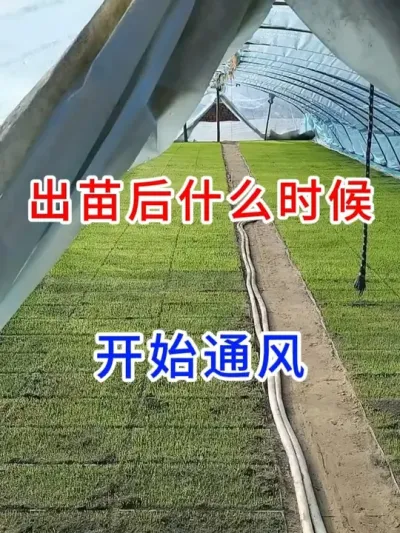 出苗后什么时候开始通风？ #水稻种植  #农业种植  #分享农业知识帮农民增产增收  #农业种植小技巧 #三农