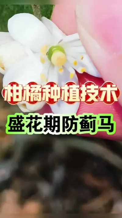 #dou上热门 蓟马实战！保住柑橘颜值就靠这三招！#柑橘种植 #增产增收才是硬道理 #科学用药 #增产增收