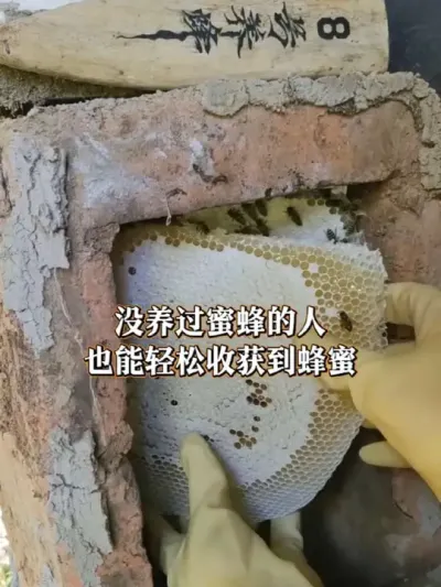 砖头蜂箱 学会这一招，养蜂新手也能轻松收获到蜂蜜#诱蜂养蜂 #我的乡村生活 #新农人计划2025 @海信官方旗舰店 #世界第一挑战赛