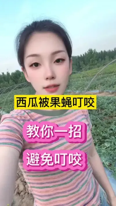 你的西瓜有没有被果蝇叮咬？