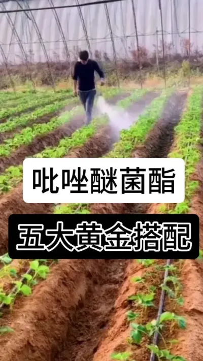 吡唑醚菌酯五大黄金搭档#草莓种植管理技术和方法 #分享农业知识帮农民增产增收 #关注我每天为你分享更多农业知识 #草莓种植 #草莓种植方法