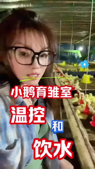 养鹅育雏什么最重要：1，温控2，饮水#养鹅人 #每天分享养殖技术和经验 #农村创业养殖 #养鹅