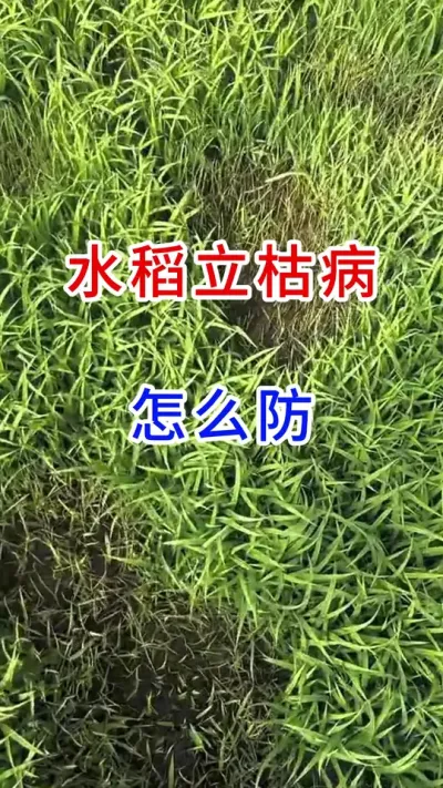 水稻立枯病，怎么防？ #三农  #寒地水稻种植  #增产增收