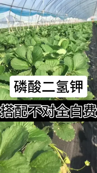 磷酸二氢钾搭配不对全白费#草莓种植管理技术和方法 #支持三农扶持三农发展 #助农
