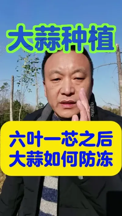 大雪节气前后，大蒜如何防冻。#大蒜种植#分享农业知识帮农民增产增收