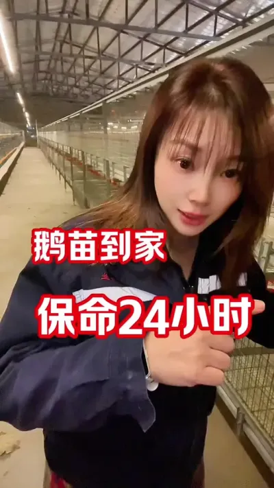 鹅苗到家后&hellip;&hellip;#农村创业养殖 #养鹅技术分享 #养鹅人 #三农