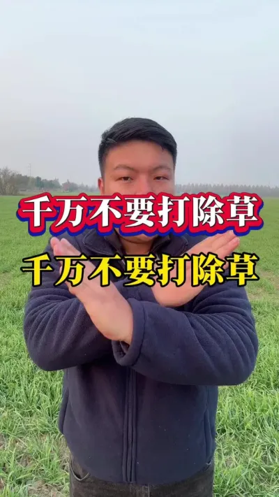 千万不要打除草剂！ #小麦种植 #小麦除草剂 #种植小技巧