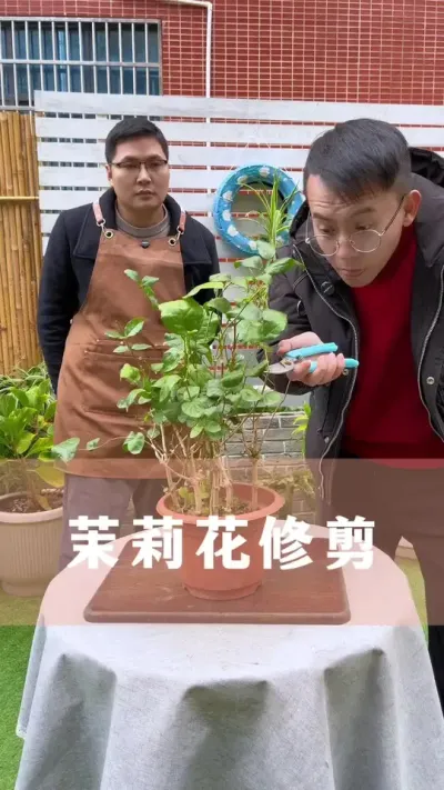 修剪茉莉花的方法#茉莉花 #花卉绿植 #养花小知识 #爱生活爱养花