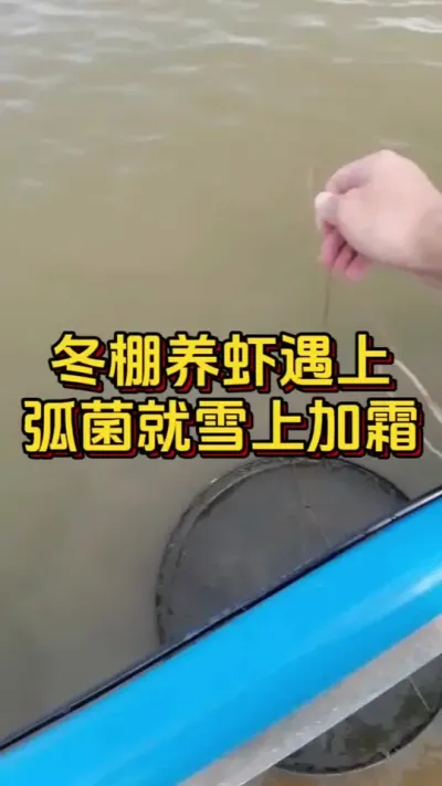 冬棚养虾，遇上弧菌就是雪上加霜#小棚养虾 #养虾人 #水产人 #南美白对虾 #对虾养殖