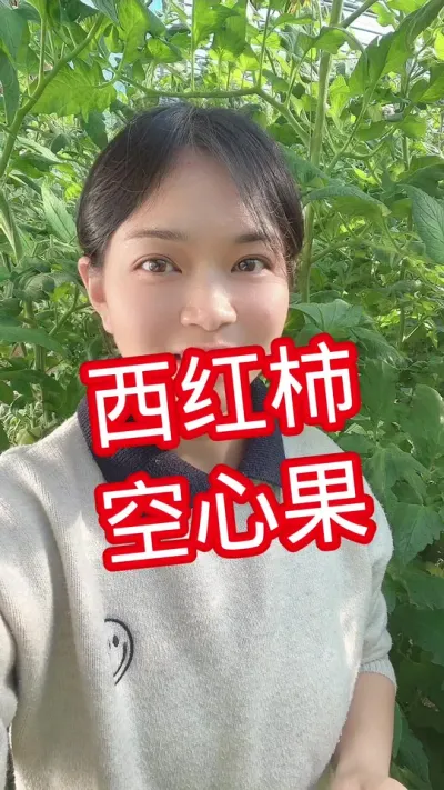 #西红柿种植 #空心果 #番茄种植 赞同就点个赞吧@抖音小助手