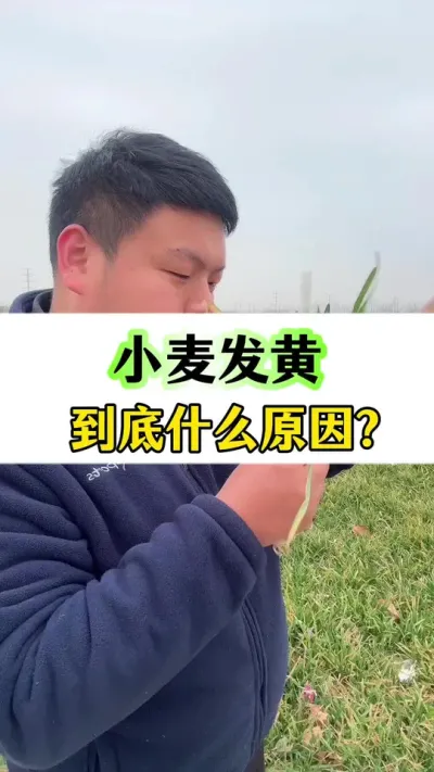 小麦发黄！到底什么原因？ #种植小技巧 #小麦种植 #传播农业小知识 #病虫害防治